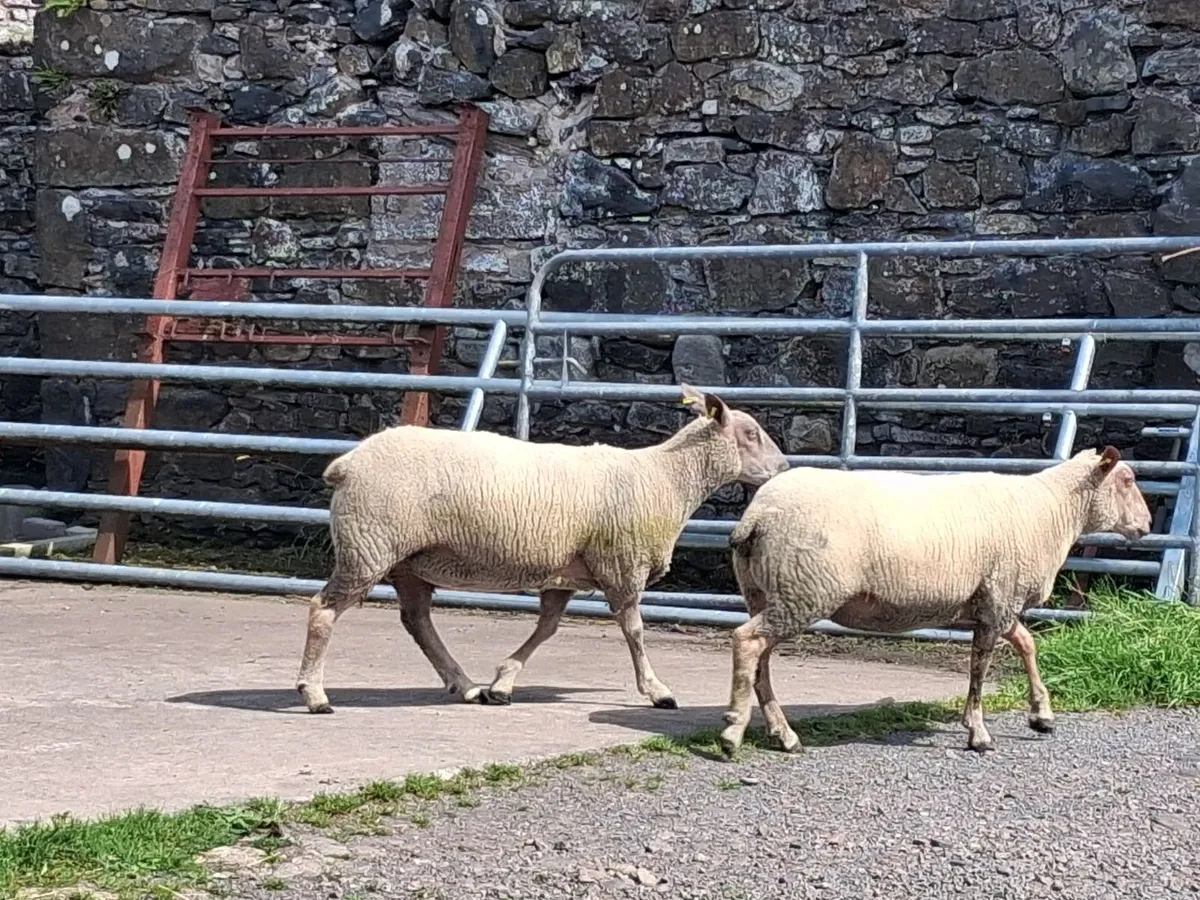 10 Rouge Hoggets - Image 2