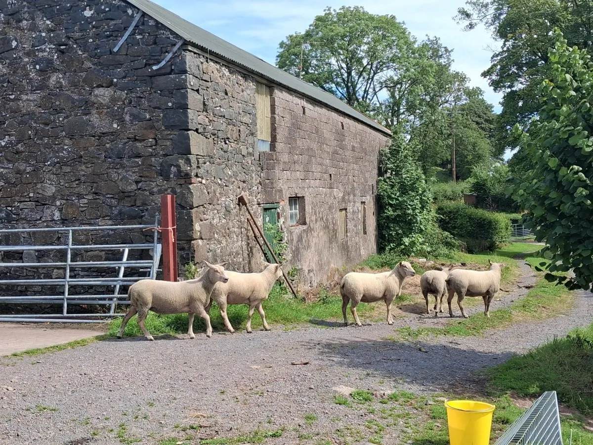 10 Rouge Hoggets - Image 1