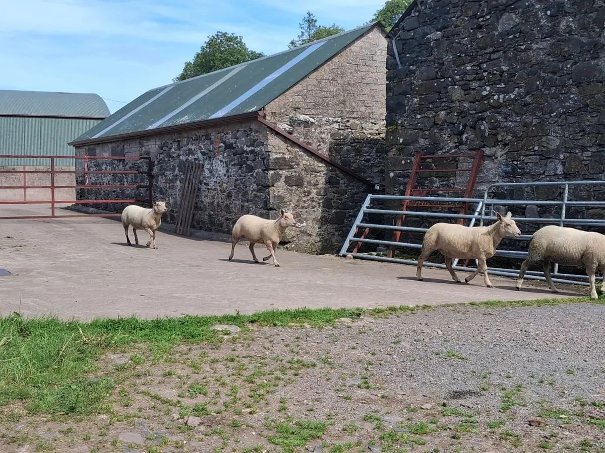 10 Rouge Hoggets - Image 3