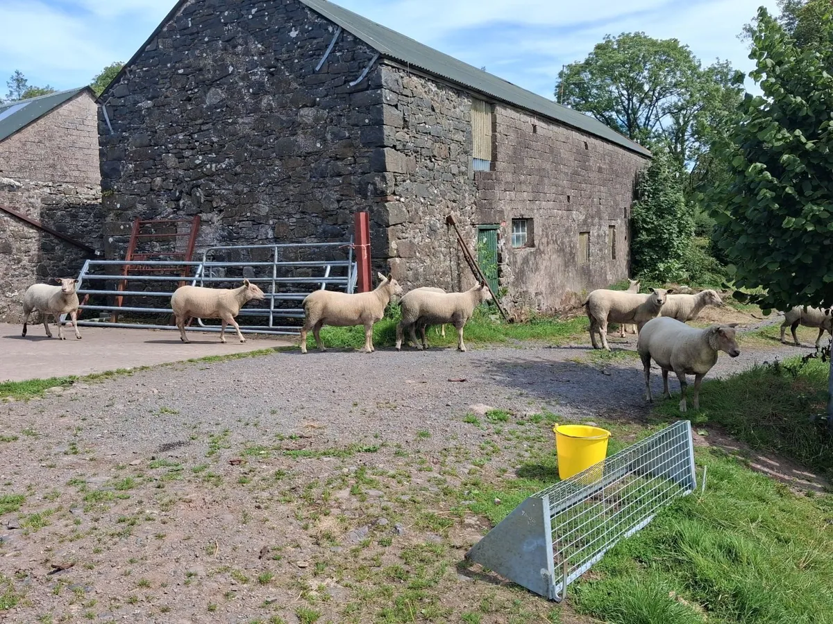 10 Rouge Hoggets - Image 4