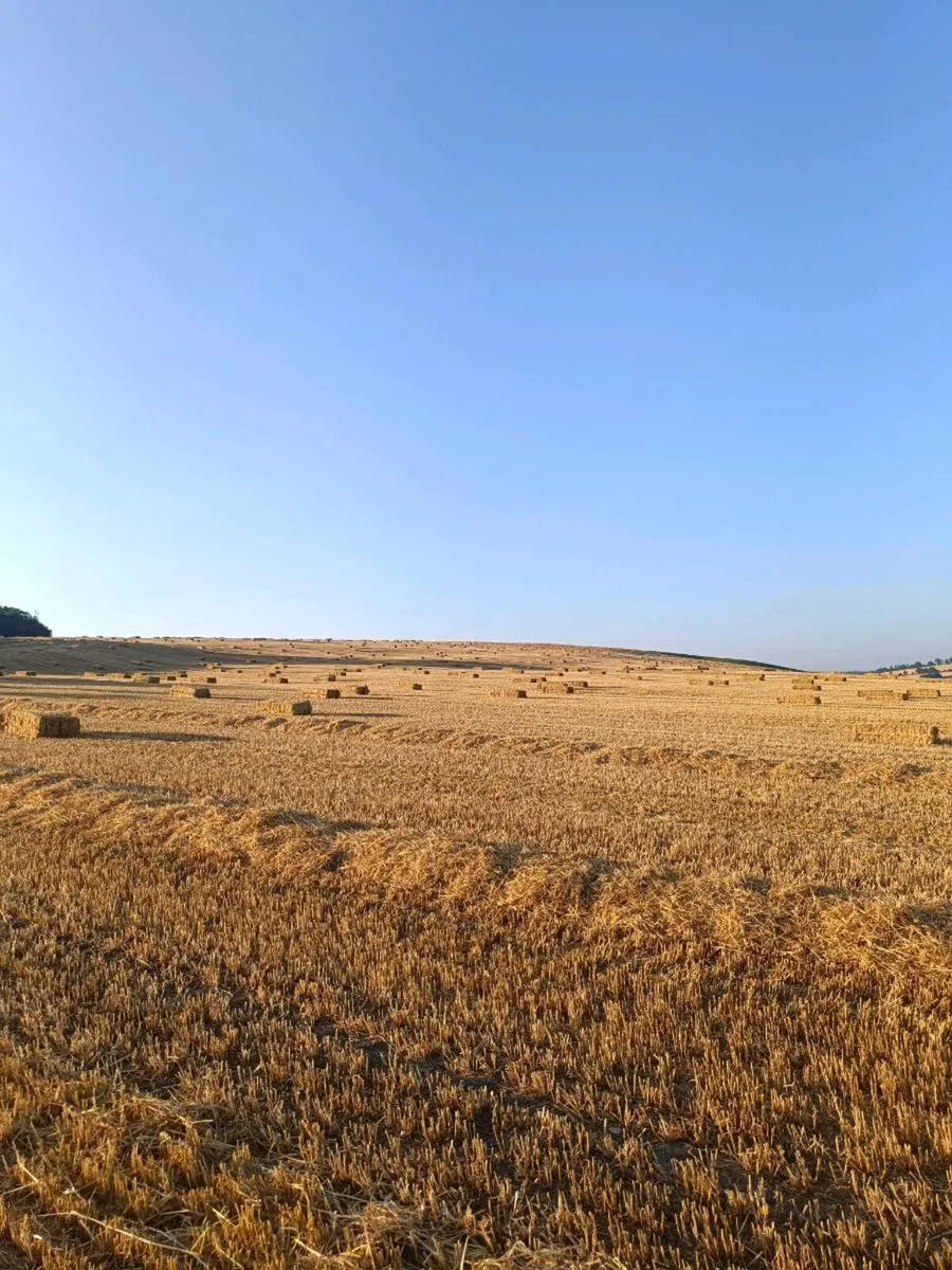 Barley Straw