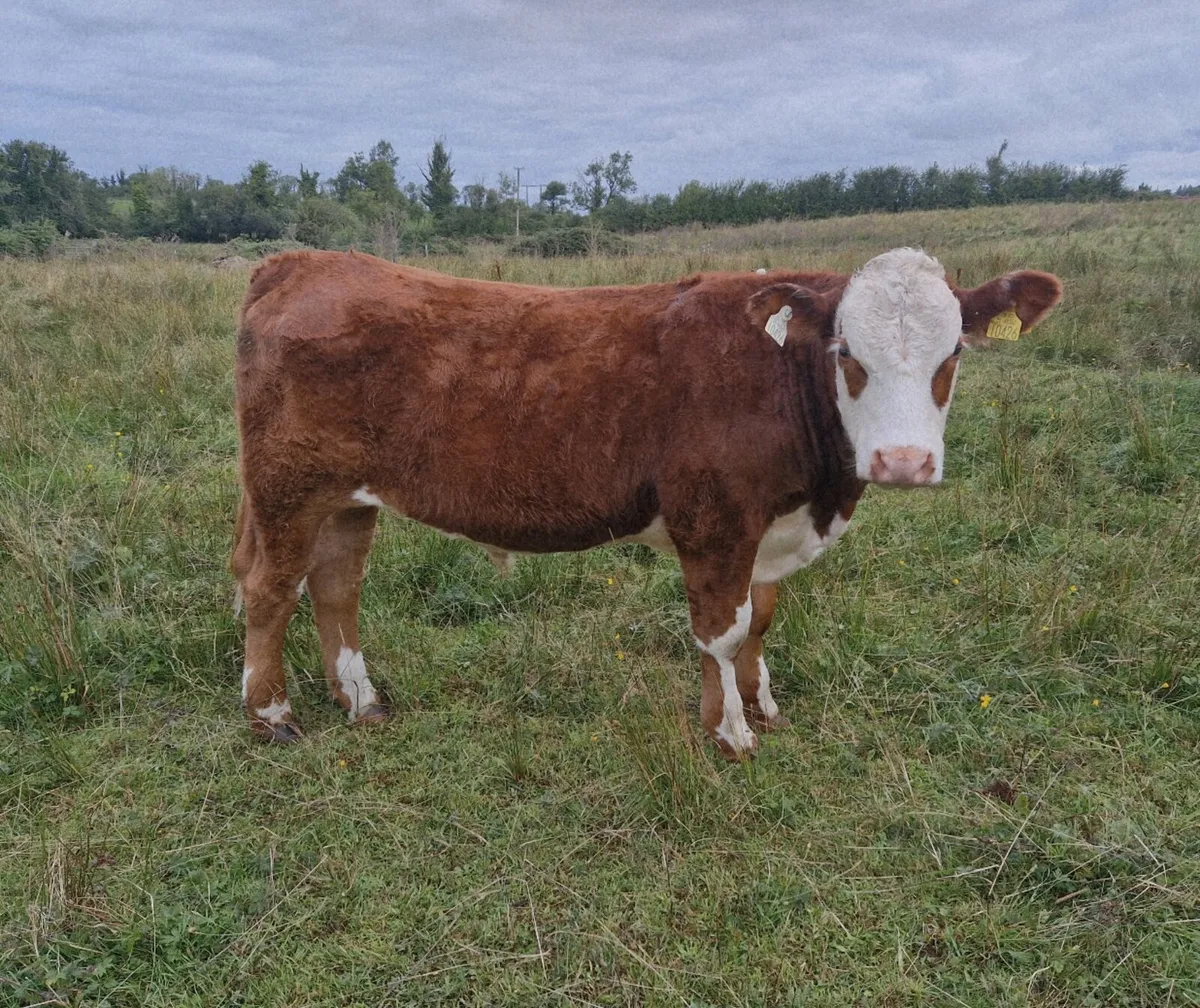 Organic weanlings - Image 1