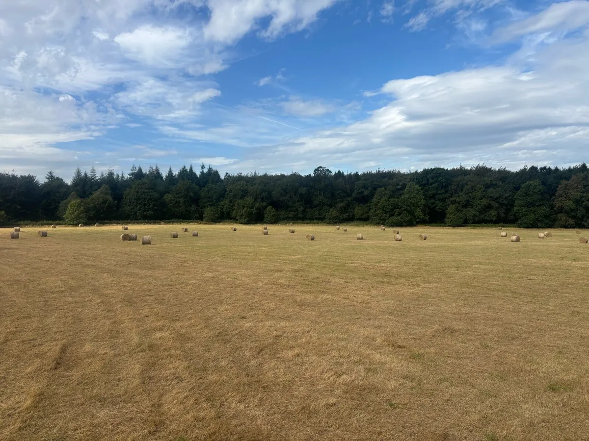 Hay top quality - Image 3