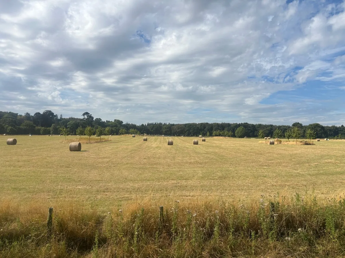 Hay top quality - Image 4