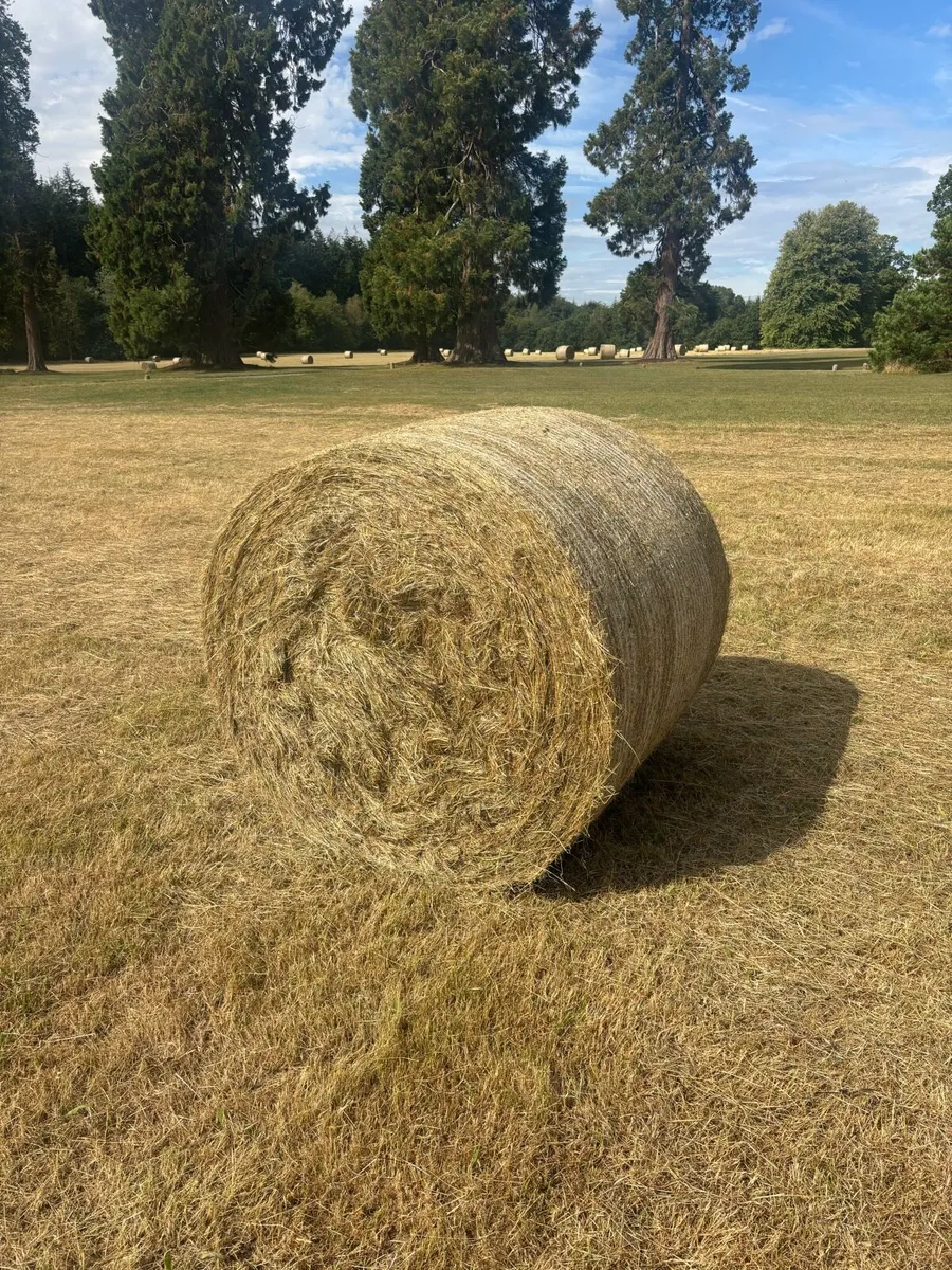Hay top quality - Image 2
