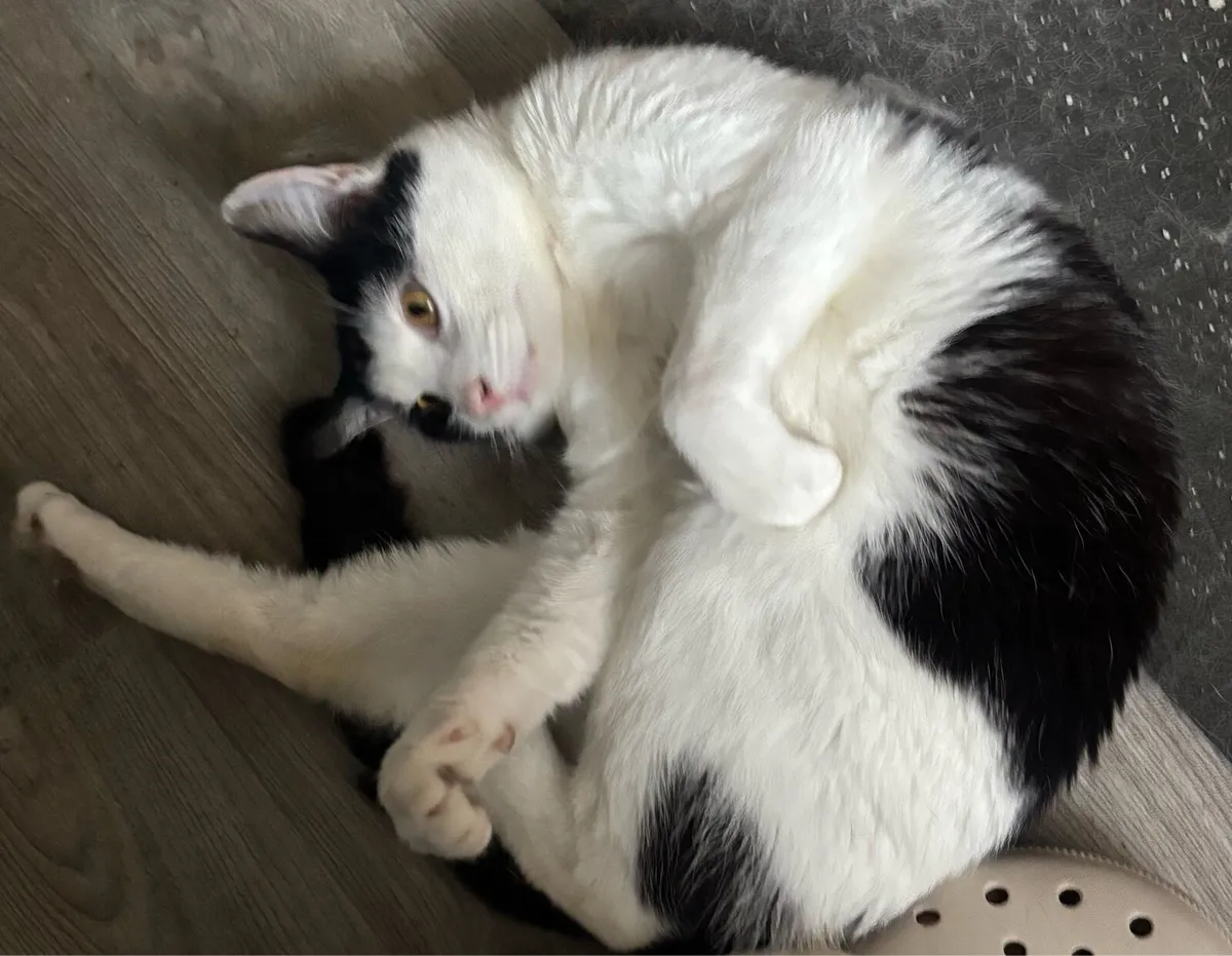 Cat to good home