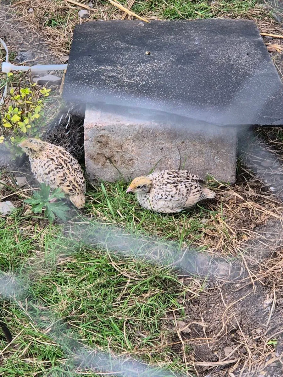 Quail - Image 1