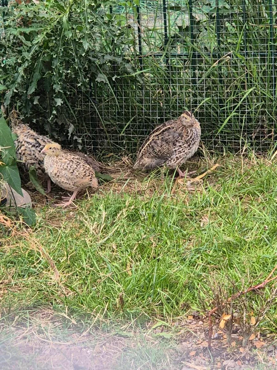 Quail - Image 2