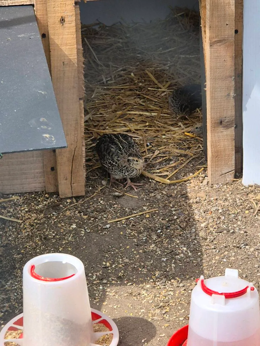 Quail - Image 3