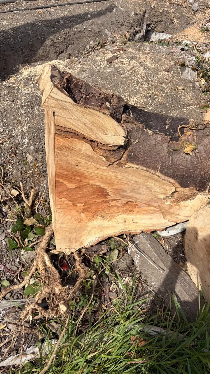 Wood - Image 1