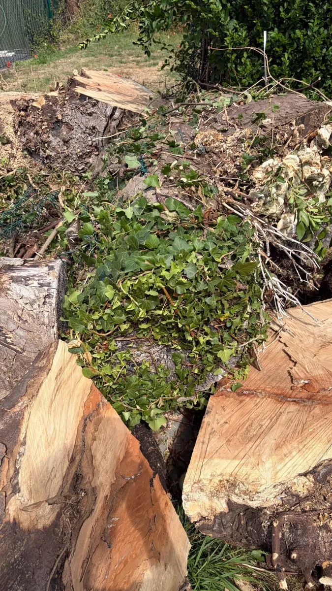 Wood - Image 2