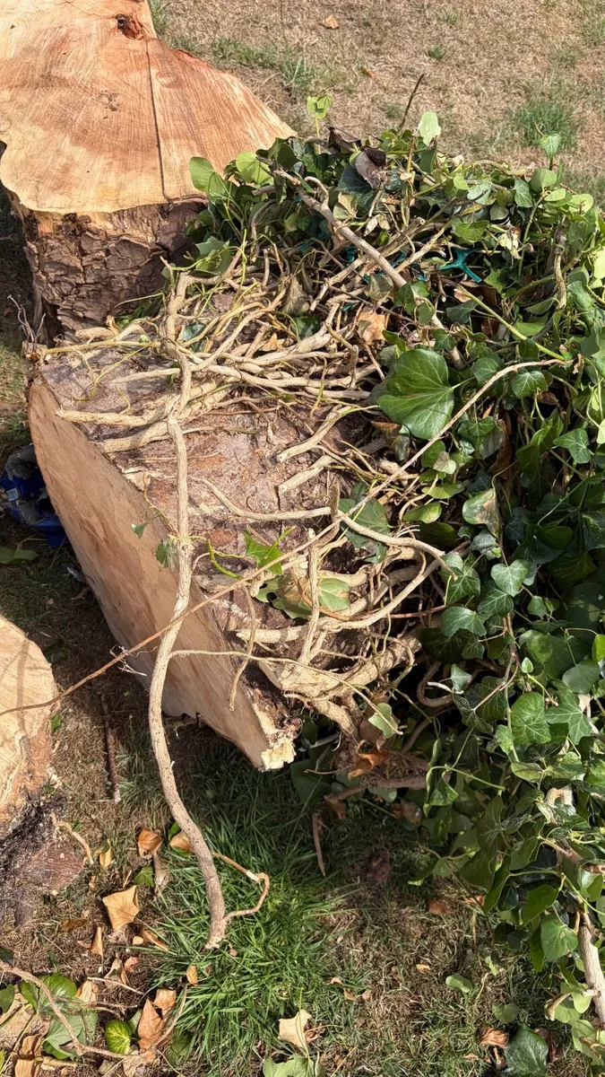 Wood - Image 4