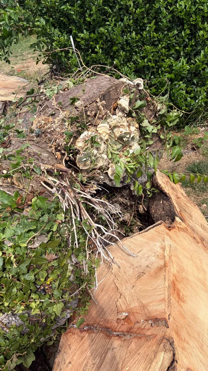 Wood - Image 3