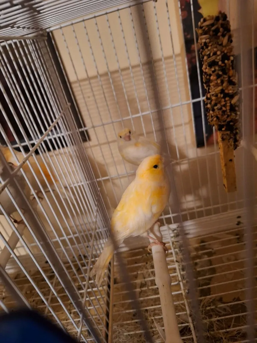 Bird - Image 1