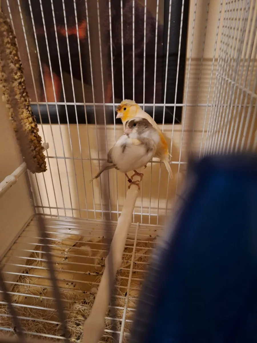 Bird - Image 2