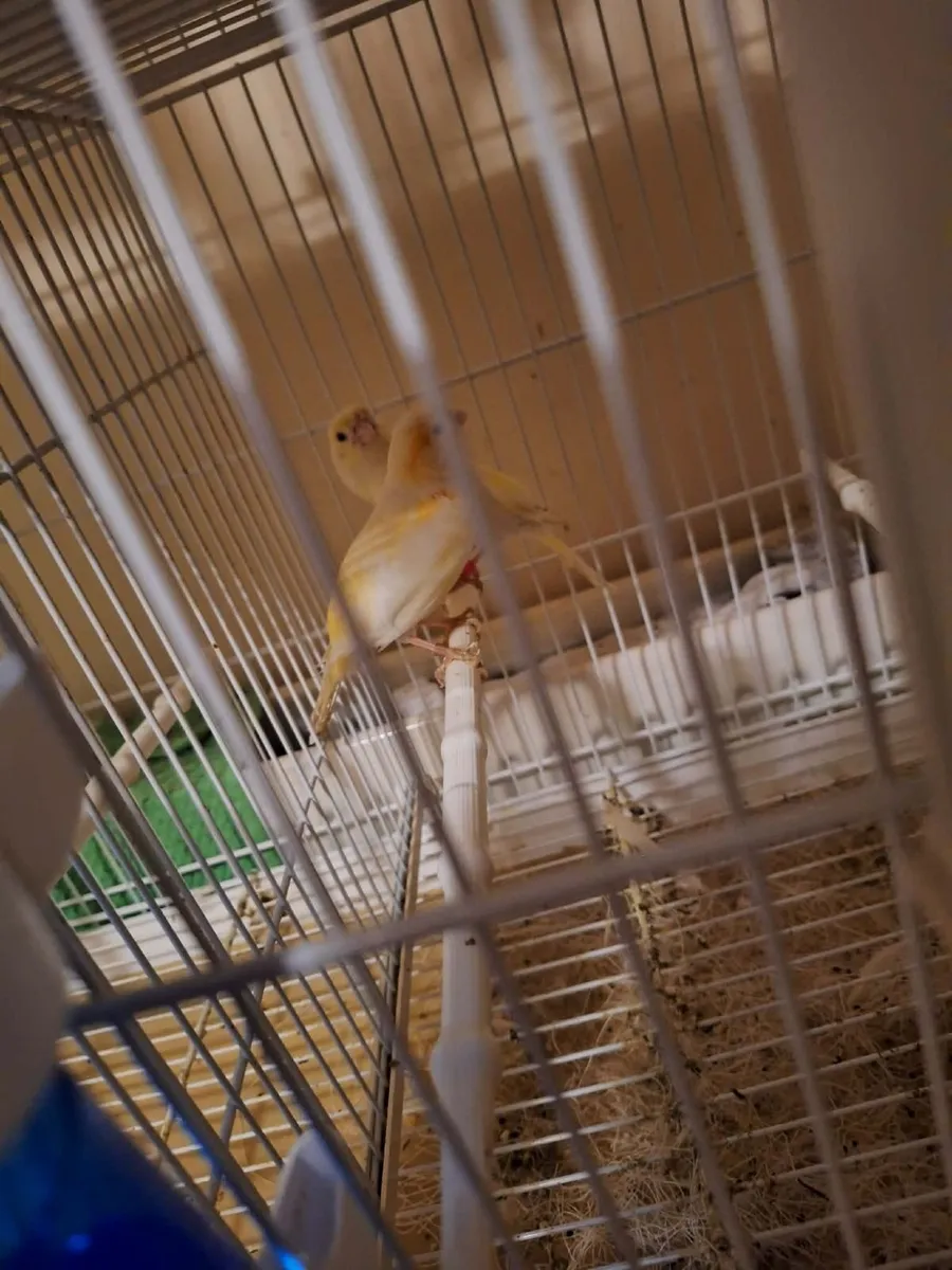 Bird - Image 3