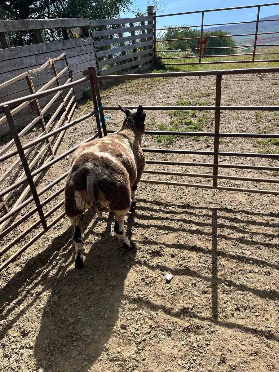 Dutch spotted ram lamb - Image 2