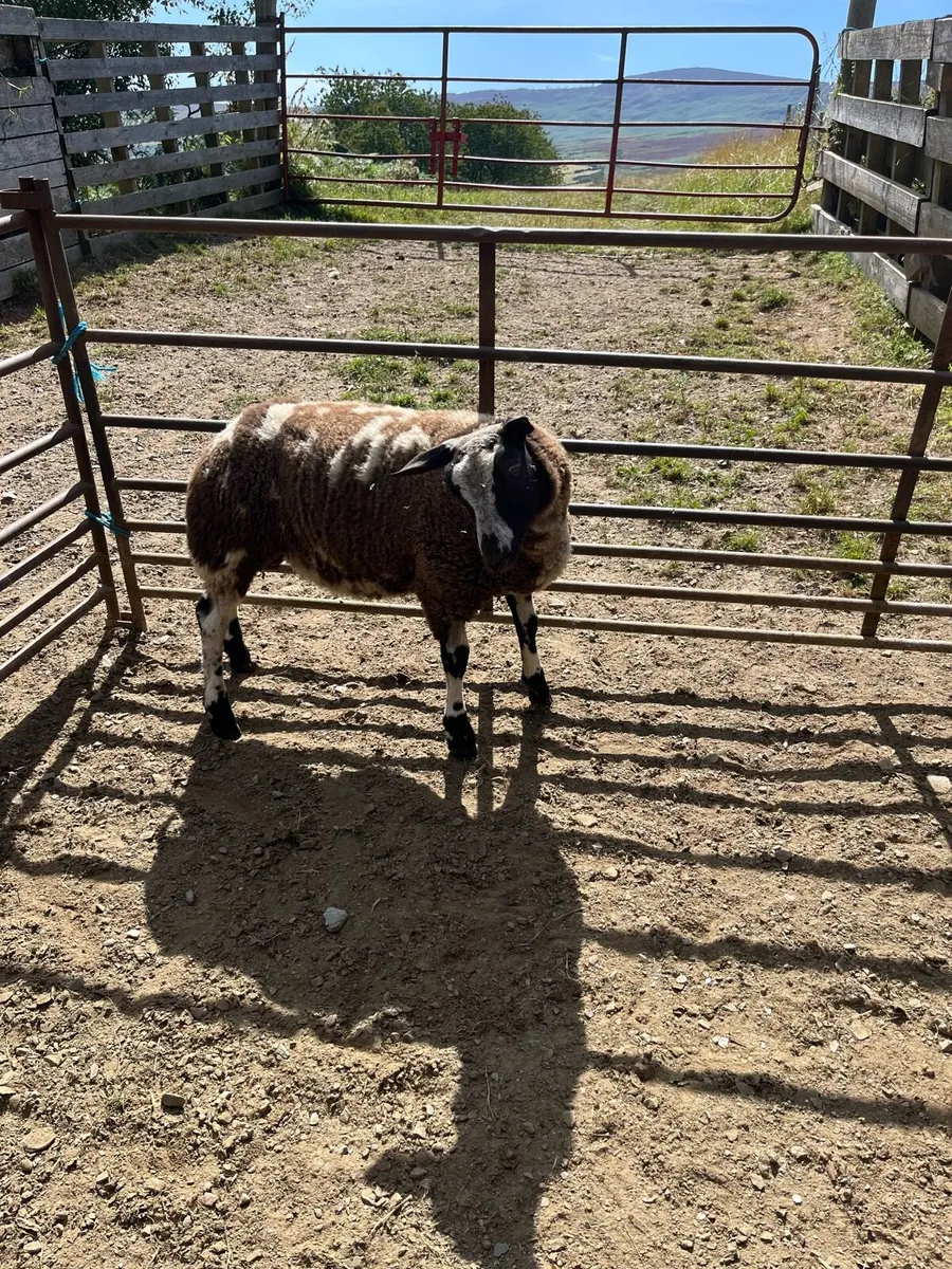 Dutch spotted ram lamb - Image 3