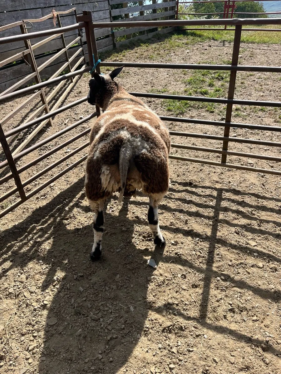 Dutch spotted ram lamb - Image 4