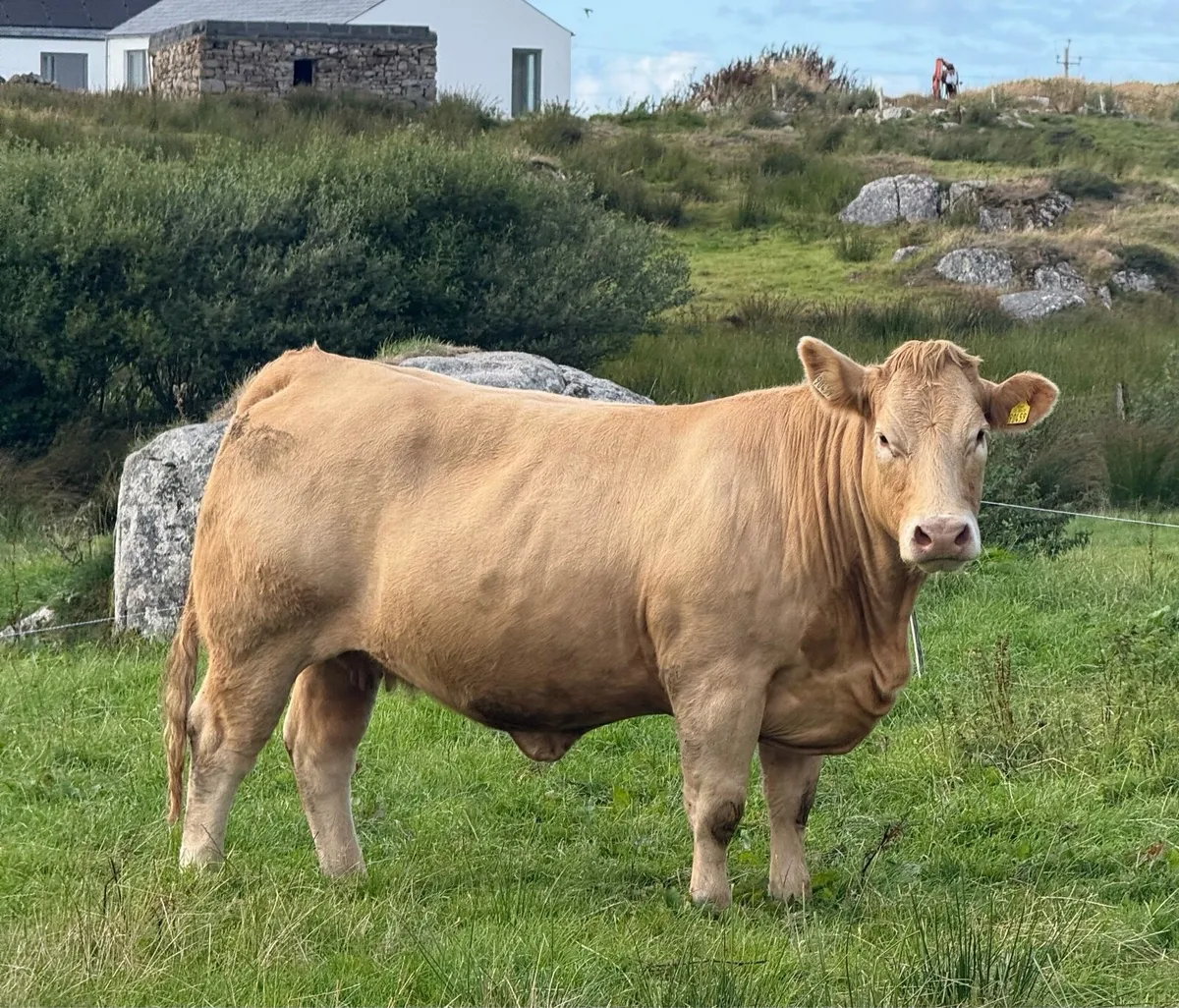 Super Charolais Incalf Heifer - 5 Star - Image 1
