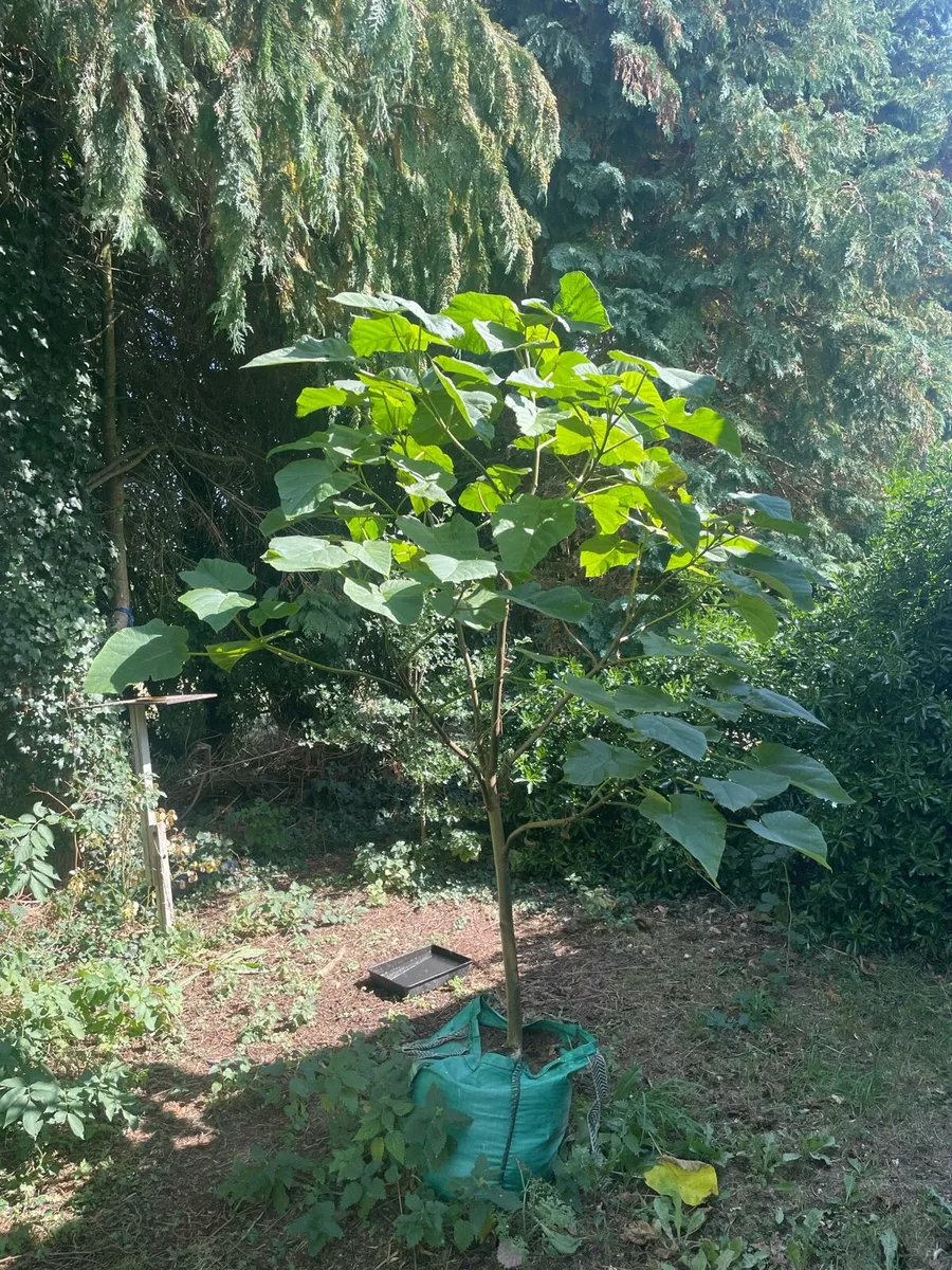 Paulownia Princess Tree - Image 1