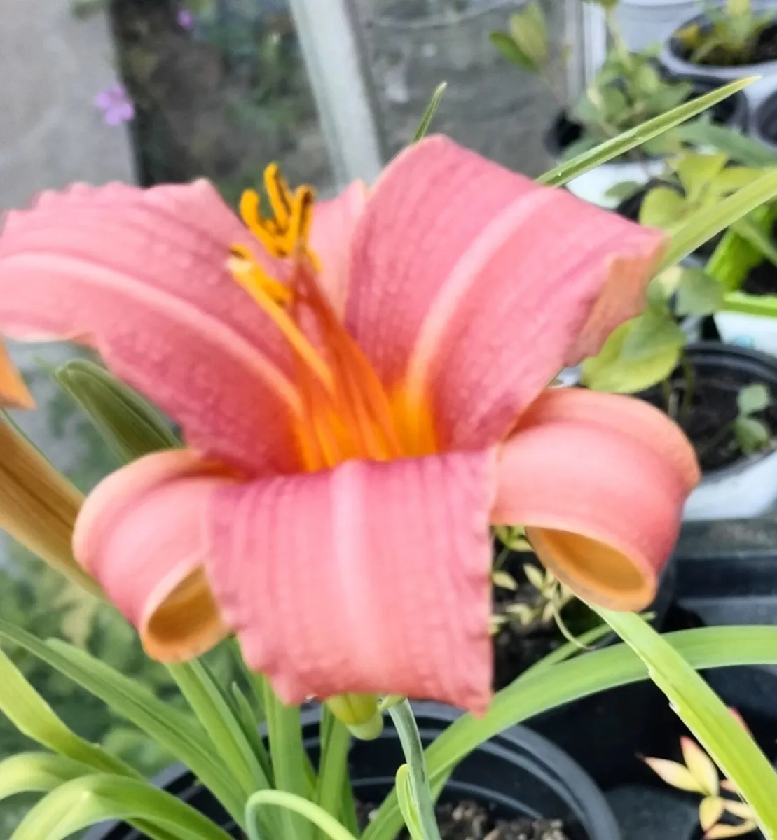 Day lily's. Daylilies, also known as hemerocallis, - Image 4