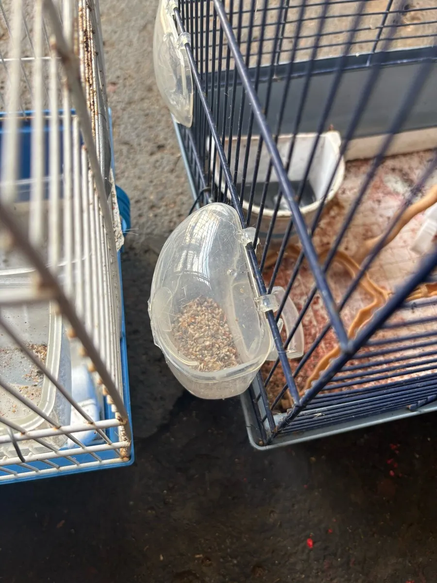 Two birdcages perfect condition p.m. - Image 3