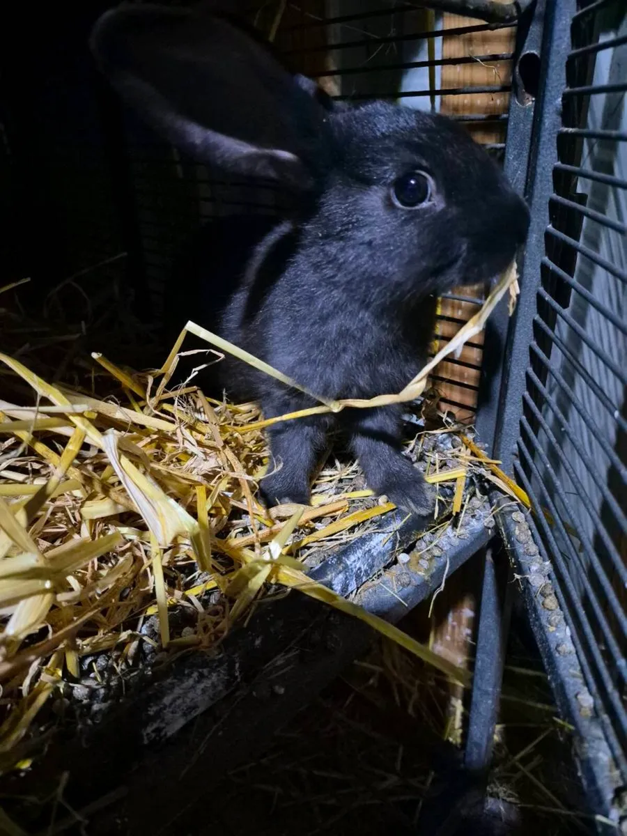 Baby rabbits - Image 4