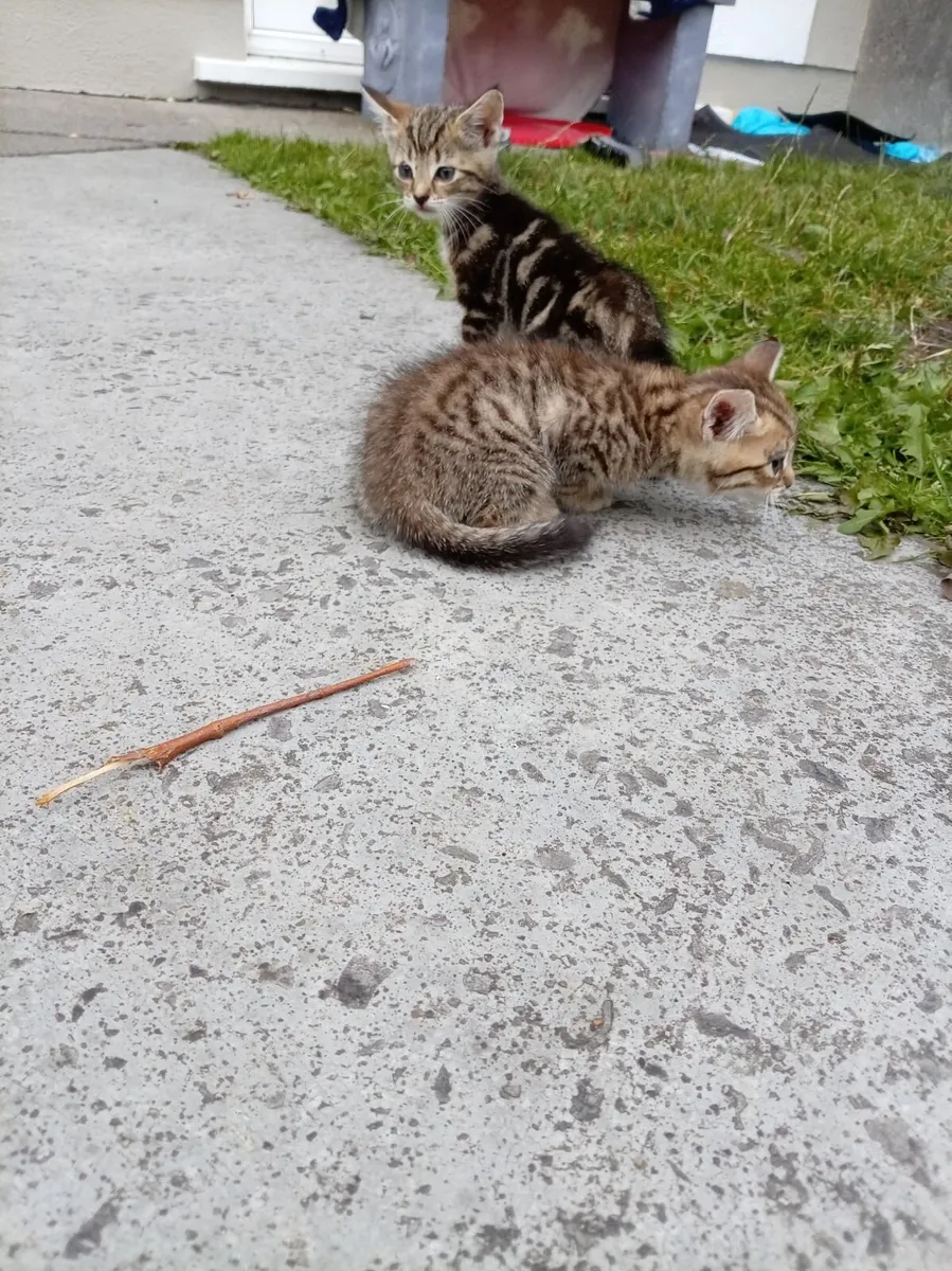 Kitten - Image 3