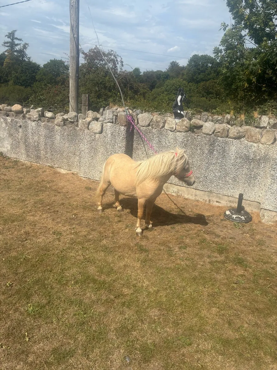 Horse - Image 2