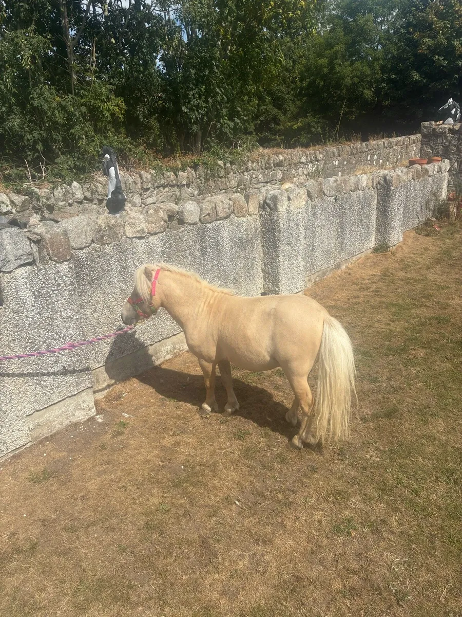 Horse - Image 3