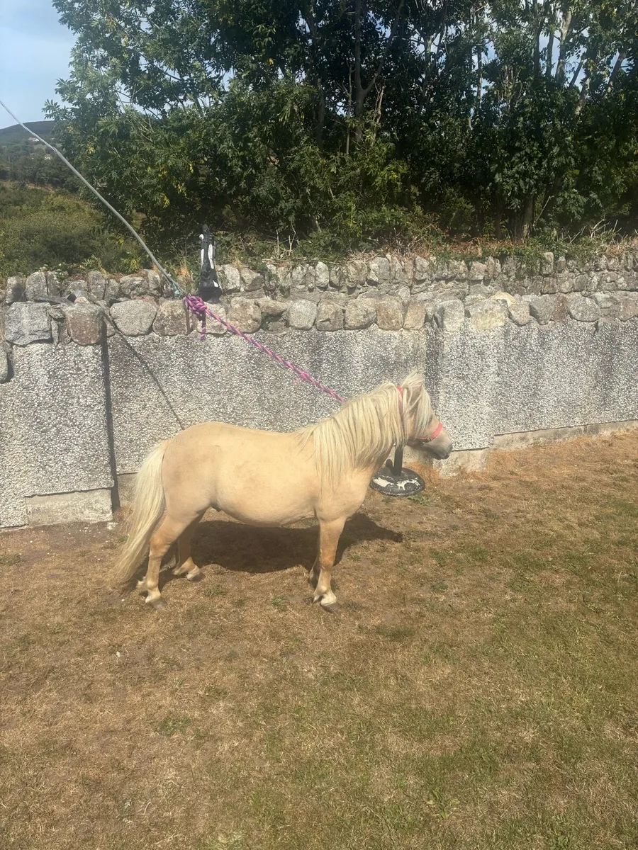 Horse - Image 1