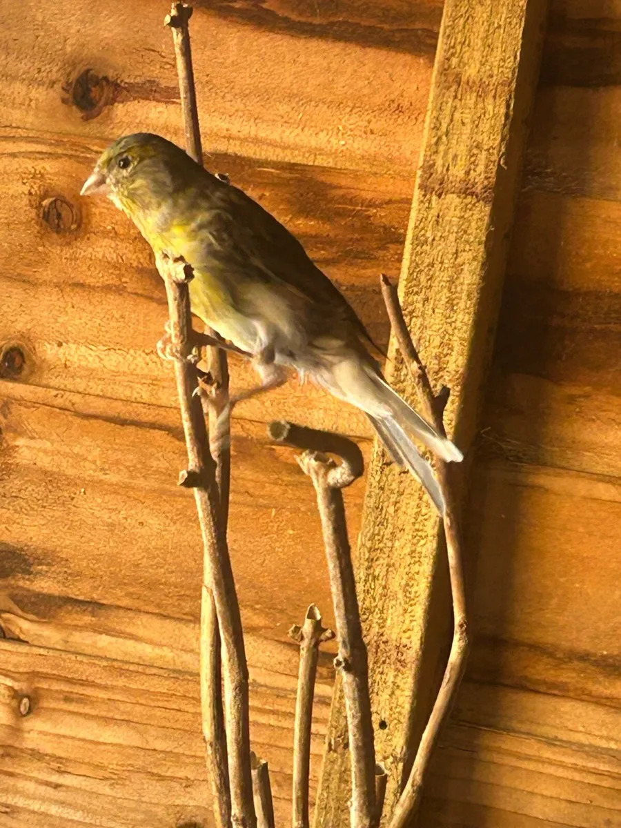 Irish fancy canaries - Image 1