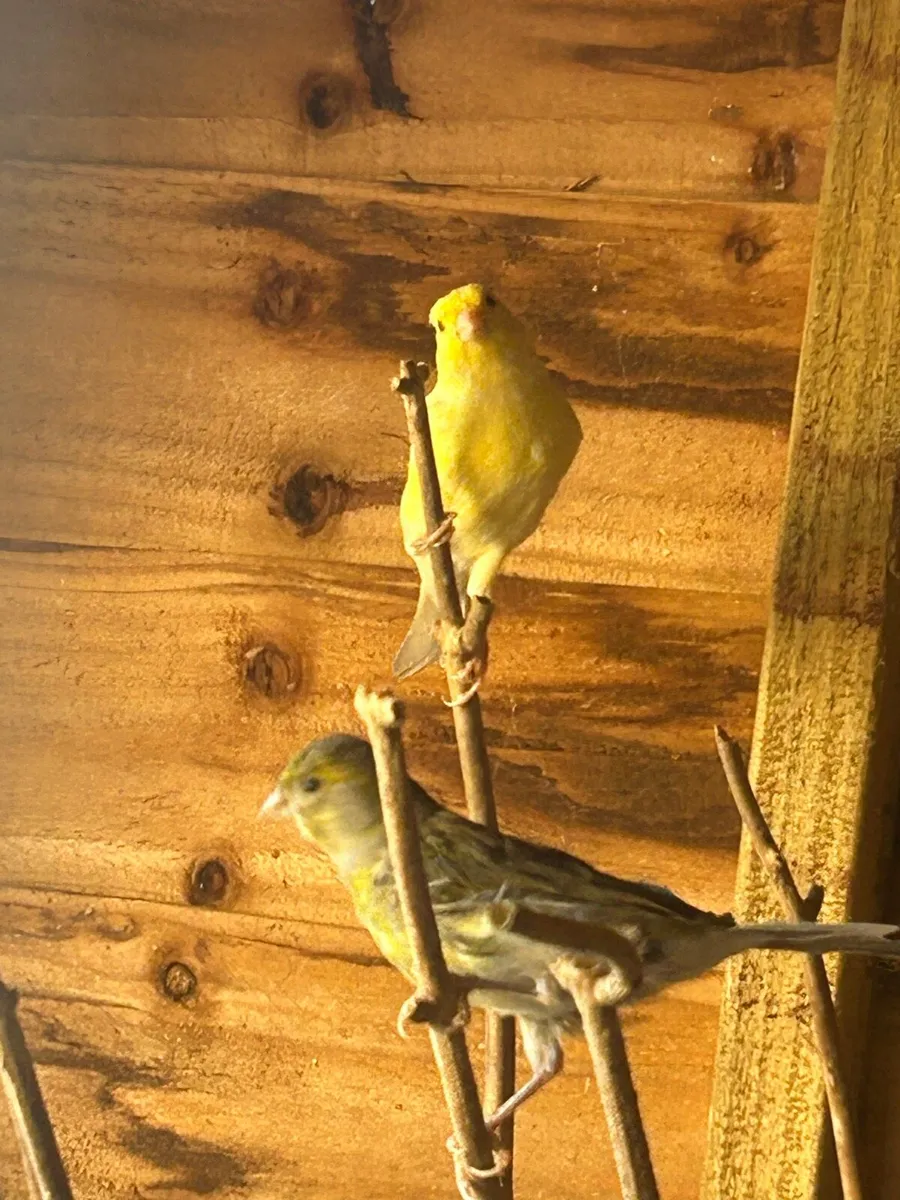 Irish fancy canaries - Image 2