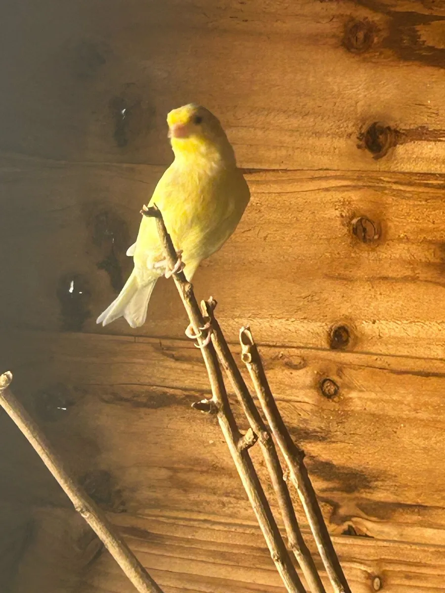 Irish fancy canaries - Image 3