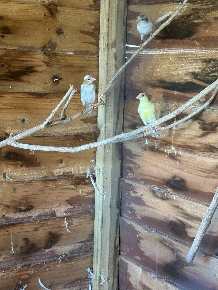 Irish fancy canaries - Image 4