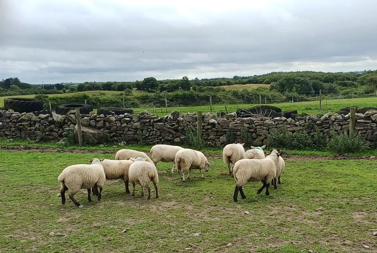 EWE LAMBS MAYO - Image 1