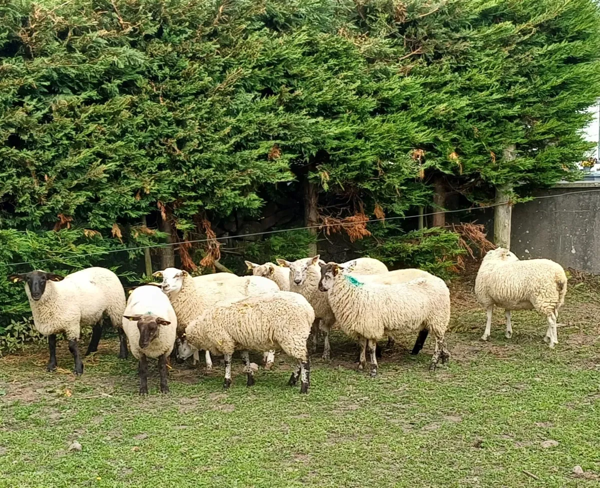 EWE LAMBS MAYO - Image 2