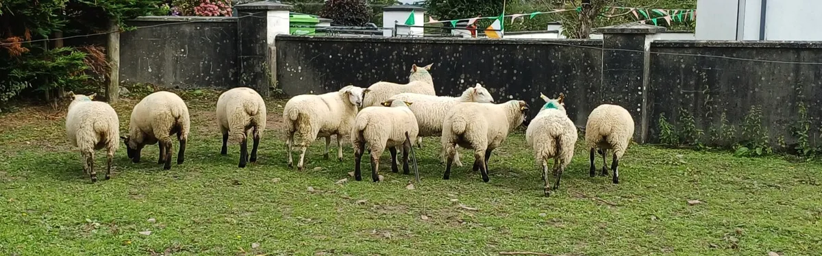 EWE LAMBS MAYO - Image 3