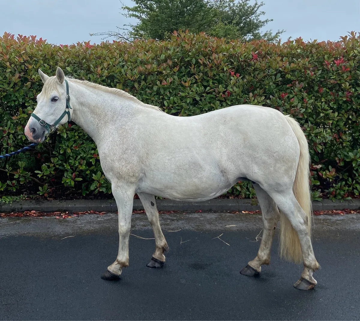 13yo Connemara Mare in foal - Image 1