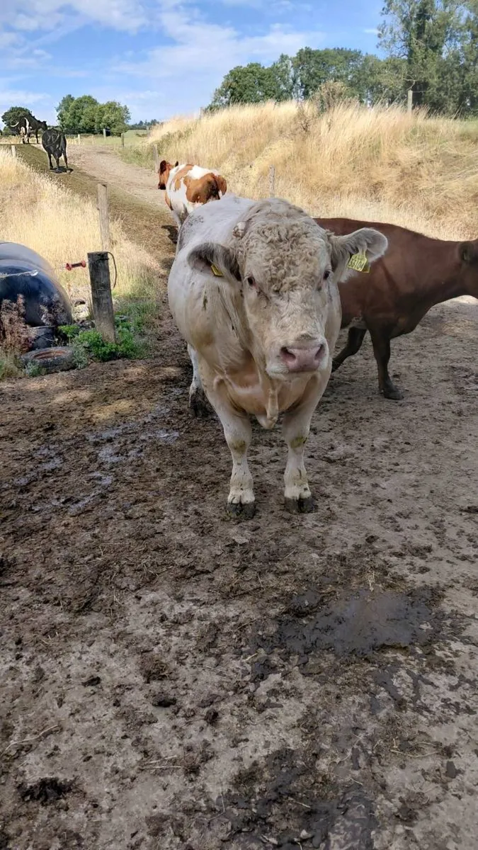 Charolais Bull - Image 1