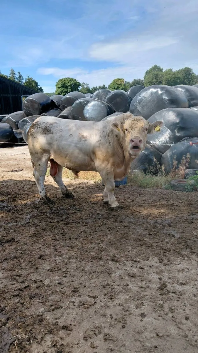 Charolais Bull - Image 2