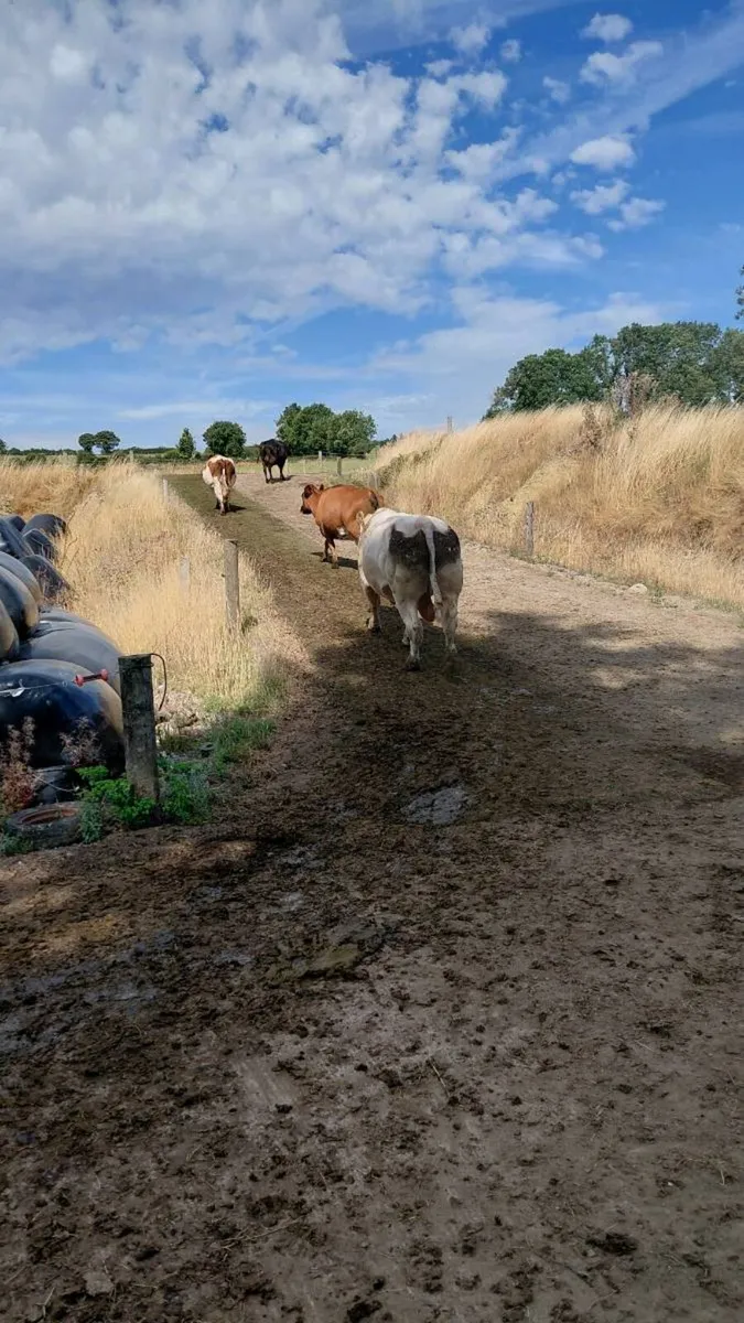 Charolais Bull - Image 3