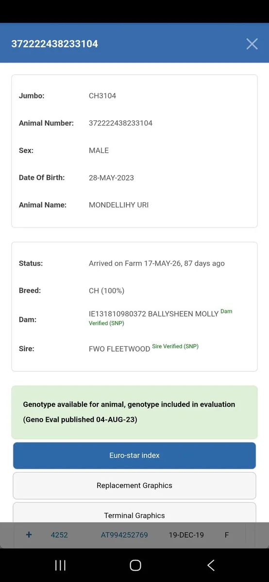 Charolais Bull - Image 4