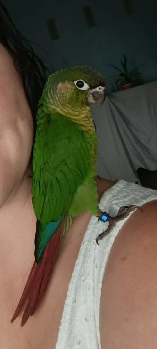 Parrot - Image 1