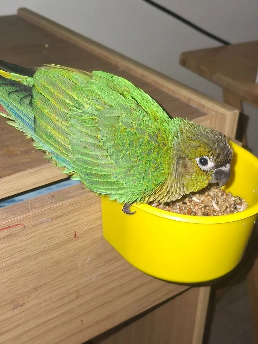 Parrot - Image 2