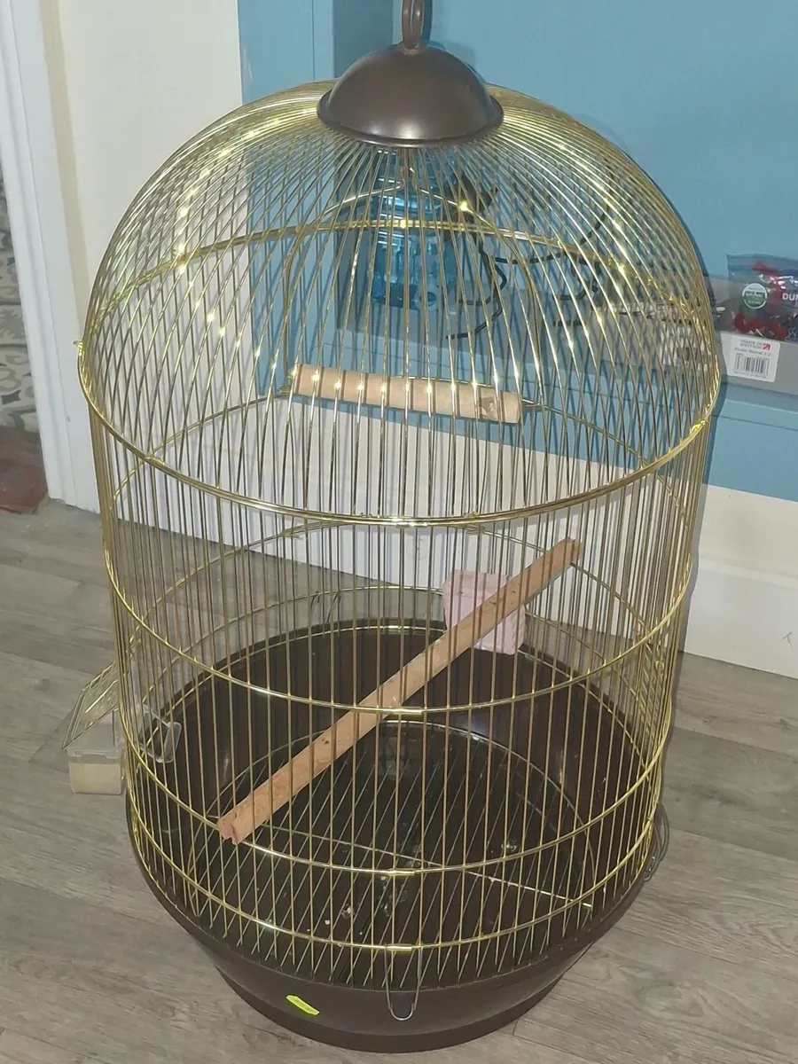 Parrot - Image 3