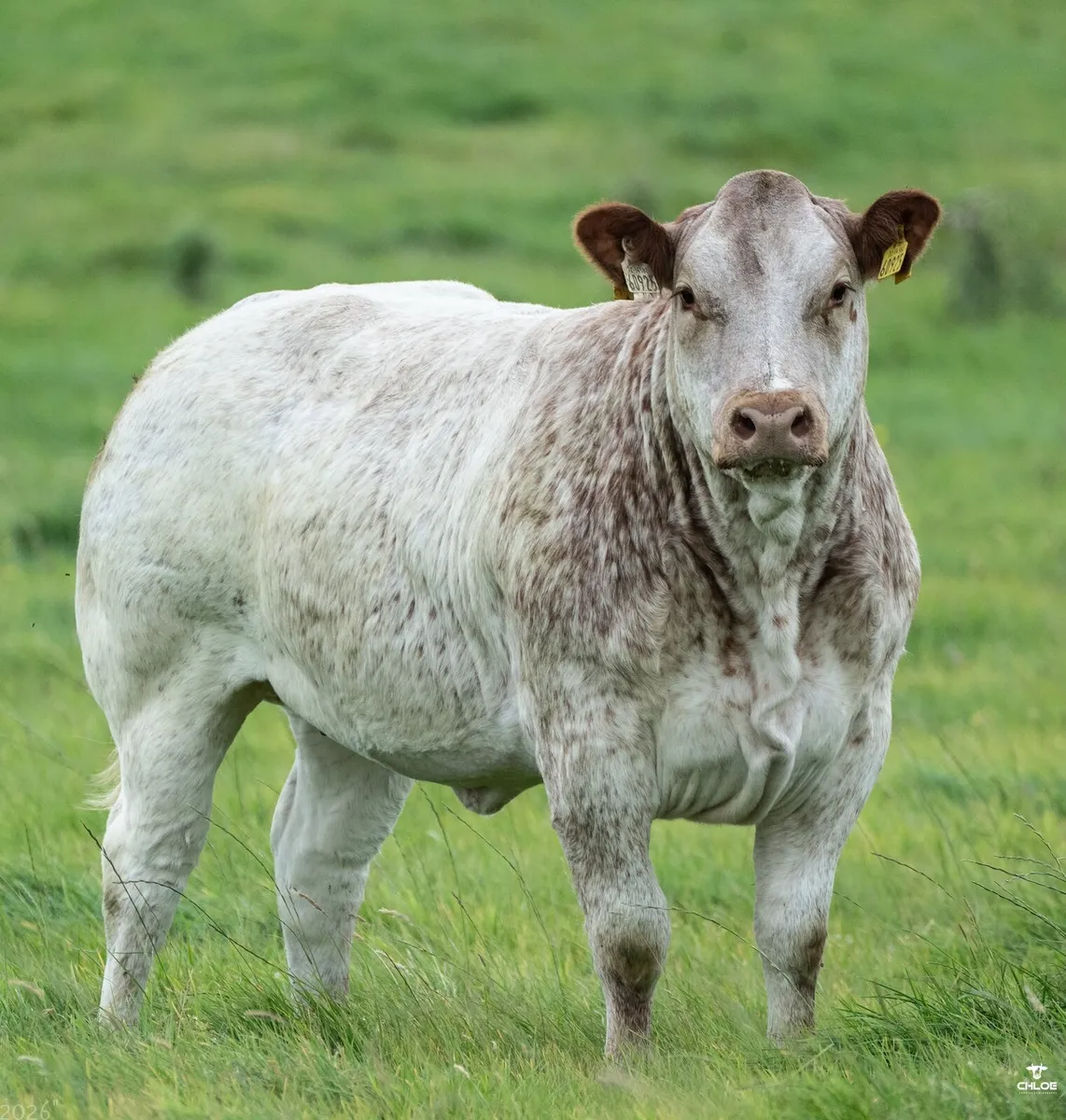Heifers for Gort Mart - Image 2