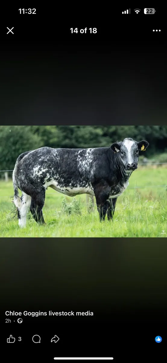 Heifers for Gort Mart - Image 3