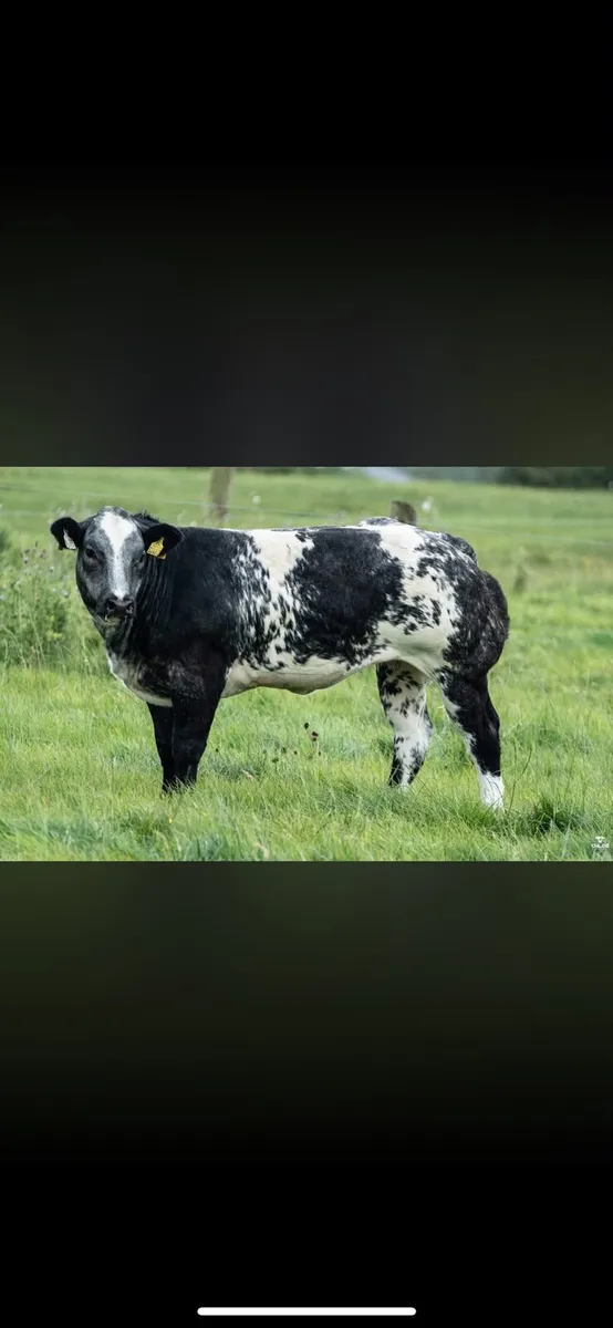 Heifers for Gort Mart - Image 4